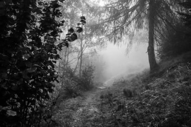 Bir orman yolu içinde Trentino - İtalya