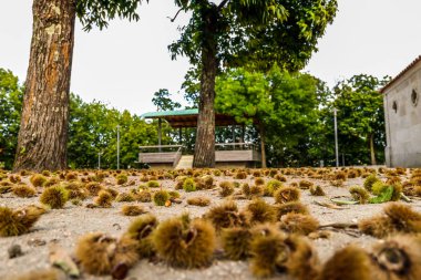 Conkers yere sonbahar - Vigo - İspanya