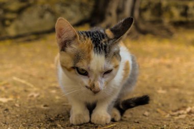 Bir campisite - Ronda, İspanya de kedi