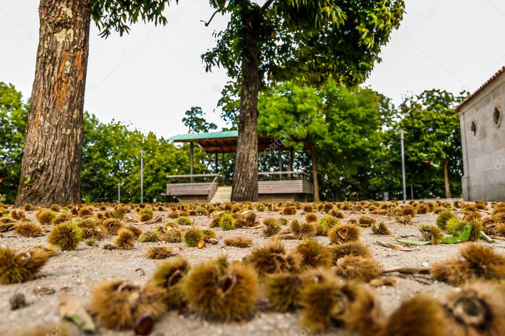 Conkers on the ground in autumn - Vigo - Spain