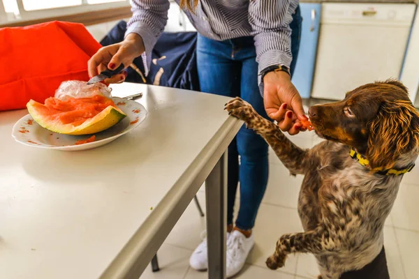 Een Hond Een Stuk Meloen Eten — Stockfoto
