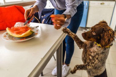 Bir parça kavun yemek bir köpek