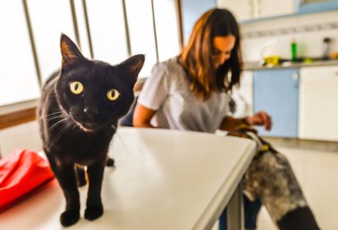 Bir kedi ve köpek onların sahip bir mutfak ile