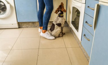 Bir mutfakta yemek için bekleyen bir köpek
