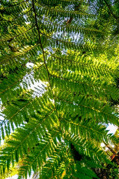 Jardim Tropical Temático Japonês Fora Funchal Ilha Maderia Portugal — Fotografia de Stock