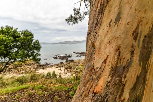 Ствол Дерева Пляже Vigo — стоковое фото