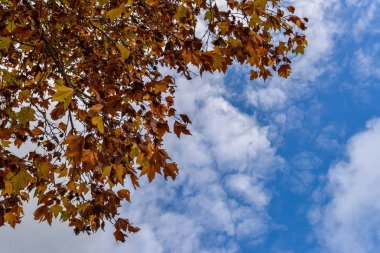 Küçük kasaba ve Valenca içinde - Portekiz sonbahar renkleri 