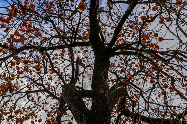 Arbre Fruitier Dans Petite Ville Portugaise Tui — Photo