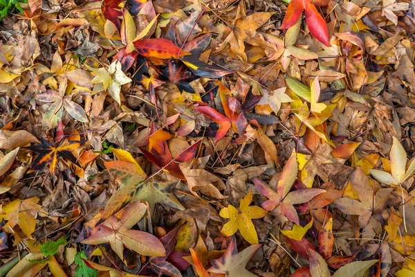 秋は紅葉 Tui スペインの木 — ストック写真