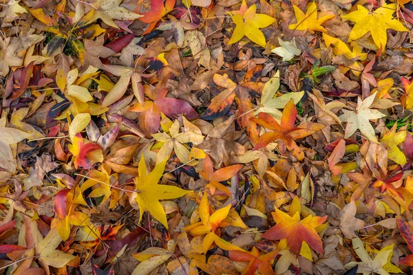 秋は紅葉 Tui スペインの木 — ストック写真