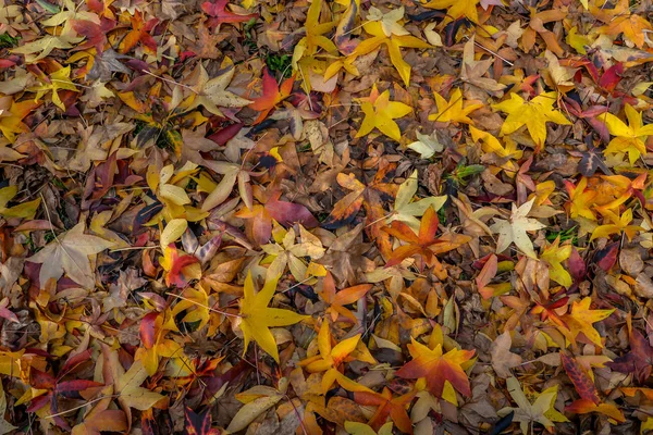 Autumn Leaves Trees Tui Spain — Stock Photo, Image