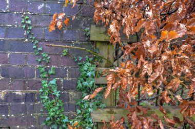 İngiltere'de bir duvar arasında sürünen turuncu yaprak