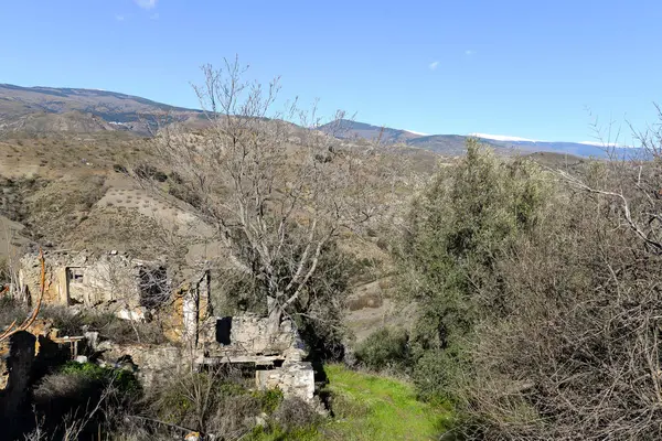 Amêndoas na Andaluzia - Espanha — Fotografia de Stock