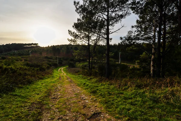 Forest paths on Mount Facho