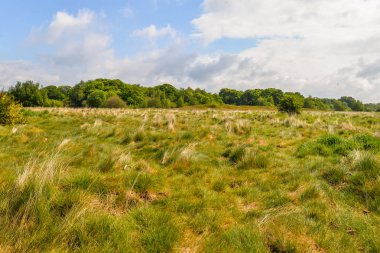 Wanstead Flats - Londra, İngiltere