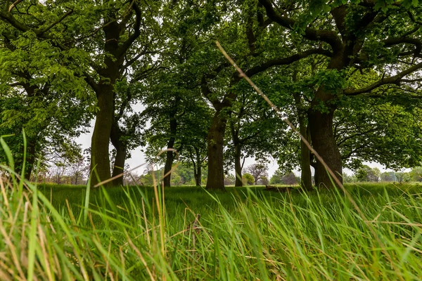 Parkta küçük bir orman