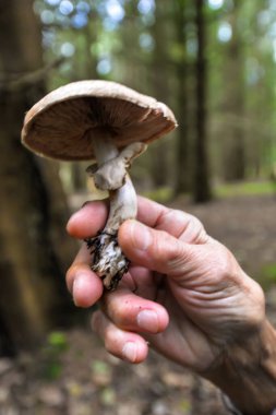 Vahşi mantar toplayıcılığı