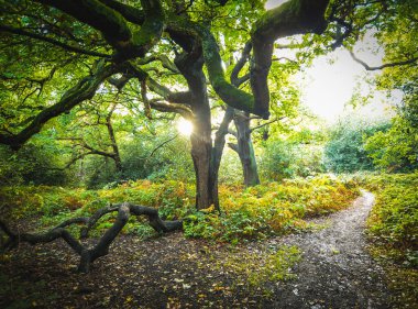 Londra 'da Epping Ormanı