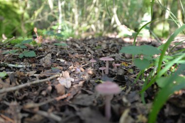 Vahşi mantar toplayıcılığı