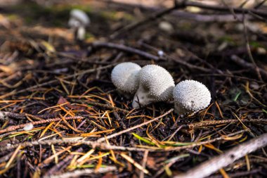 Vahşi mantar toplayıcılığı