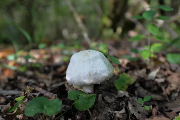 Wild mushrooming picking — Stock Photo, Image