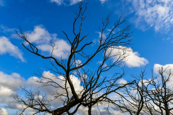 Londra 'da Epping Ormanı