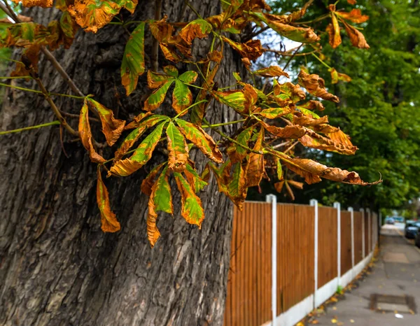 ใบไม้ร่วงในถนน — ภาพถ่ายสต็อก