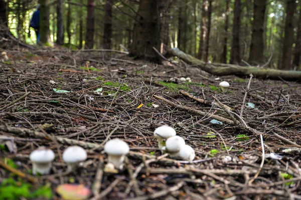 Colheita de cogumelos selvagens — Fotografia de Stock
