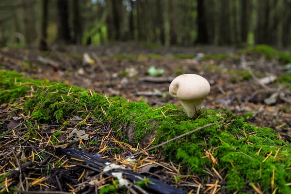 Wild mushrooming picking — Stock Photo, Image