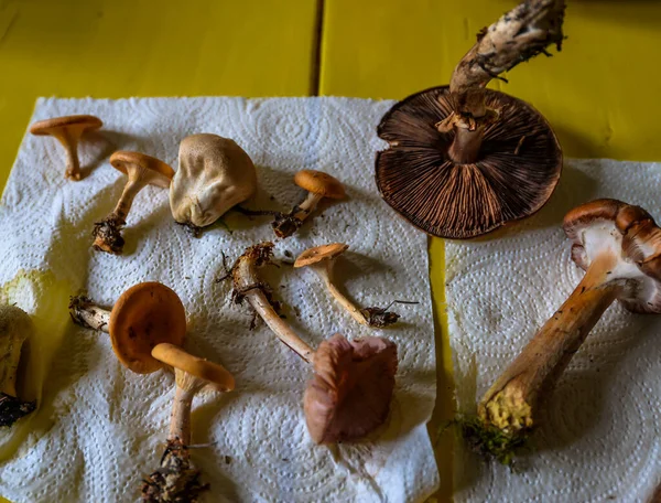 Post mushroom hunt — Stock Photo, Image