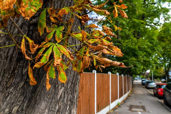 Hojas de otoño en la calle — Foto de Stock