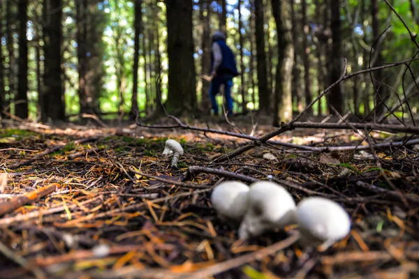 Vahşi mantar toplayıcılığı