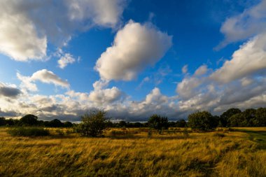 Londra 'da Epping Ormanı