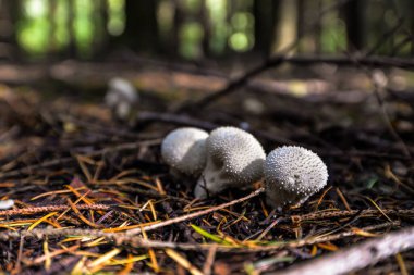 Vahşi mantar toplayıcılığı