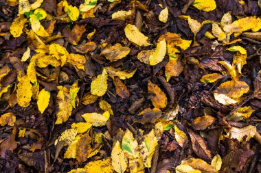 Wanstead Park 'ta sonbahar