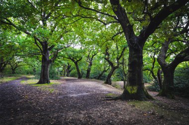 Londra 'da Epping Ormanı