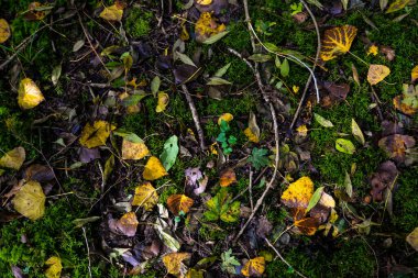 Vahşi mantar toplayıcılığı