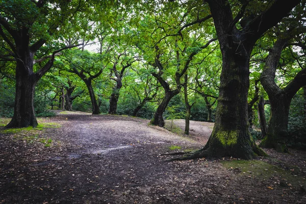 Londra 'da Epping Ormanı