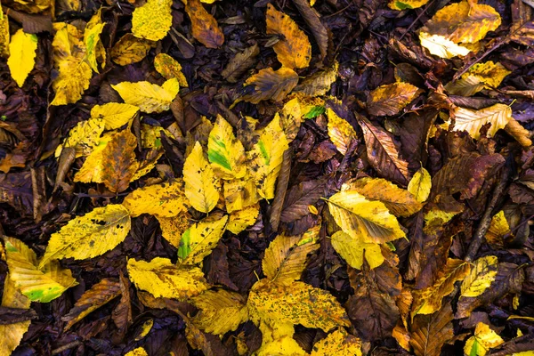 Autumn in Wanstead Park — ストック写真