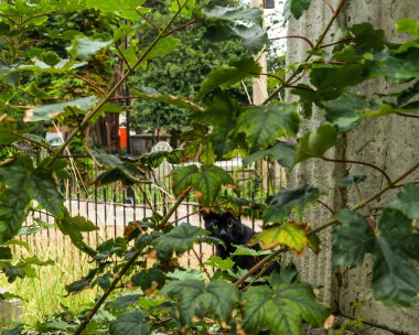 Walthamstow, İngiltere 'deki St. Mary Kilisesi mezarlığında bir mezarın üzerinde oturan kara kedi.