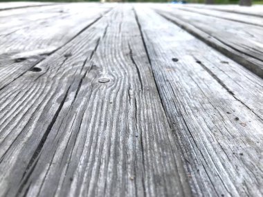 Beautiful structure of old tree with bitches and veins