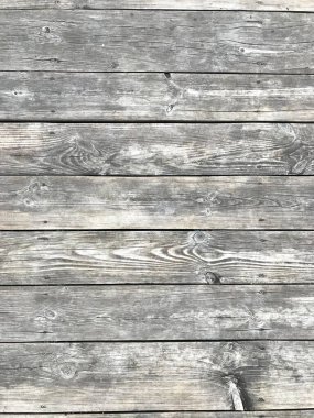 Beautiful structure of old tree with bitches and veins