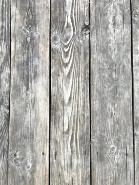 Beautiful structure of old tree with bitches and veins