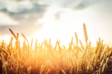 Güzel, büyük buğday tarlası gün batımı ışınlarında