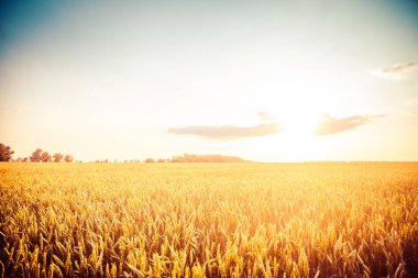 Güzel, büyük buğday tarlası gün batımı ışınlarında