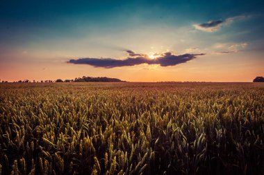 Güzel, büyük buğday tarlası gün batımı ışınlarında