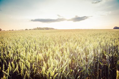 Güzel, büyük buğday tarlası gün batımı ışınlarında