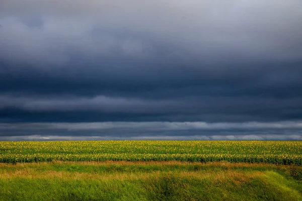 Gran campo de girasoles sobre el fondo del cielo tormentoso — Foto de Stock