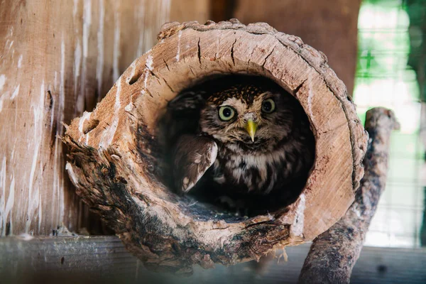 Uma pequena e bela coruja se esconde dentro de um tronco em um oco — Fotografia de Stock