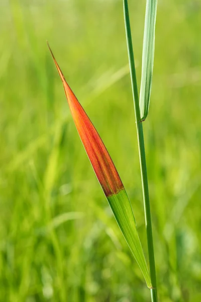 Schöne Rot Grüne Grasblätter Auf Einem Halm Einzigartige Farbkombination Nahaufnahme — Stockfoto